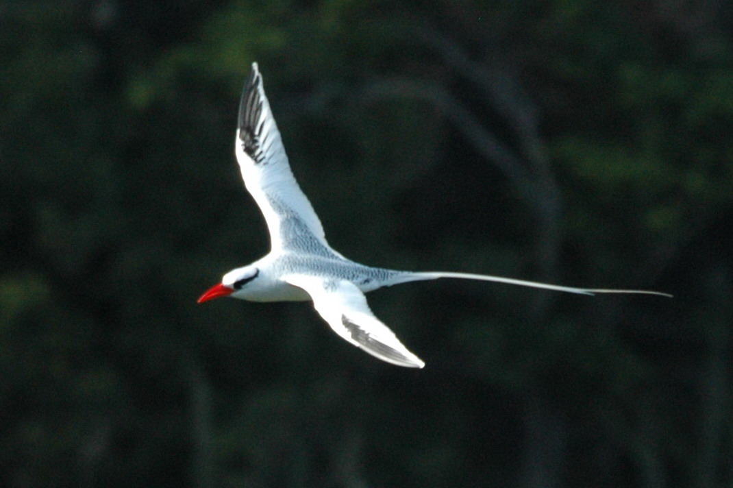 Red-billed tropicbird, Little Tobago