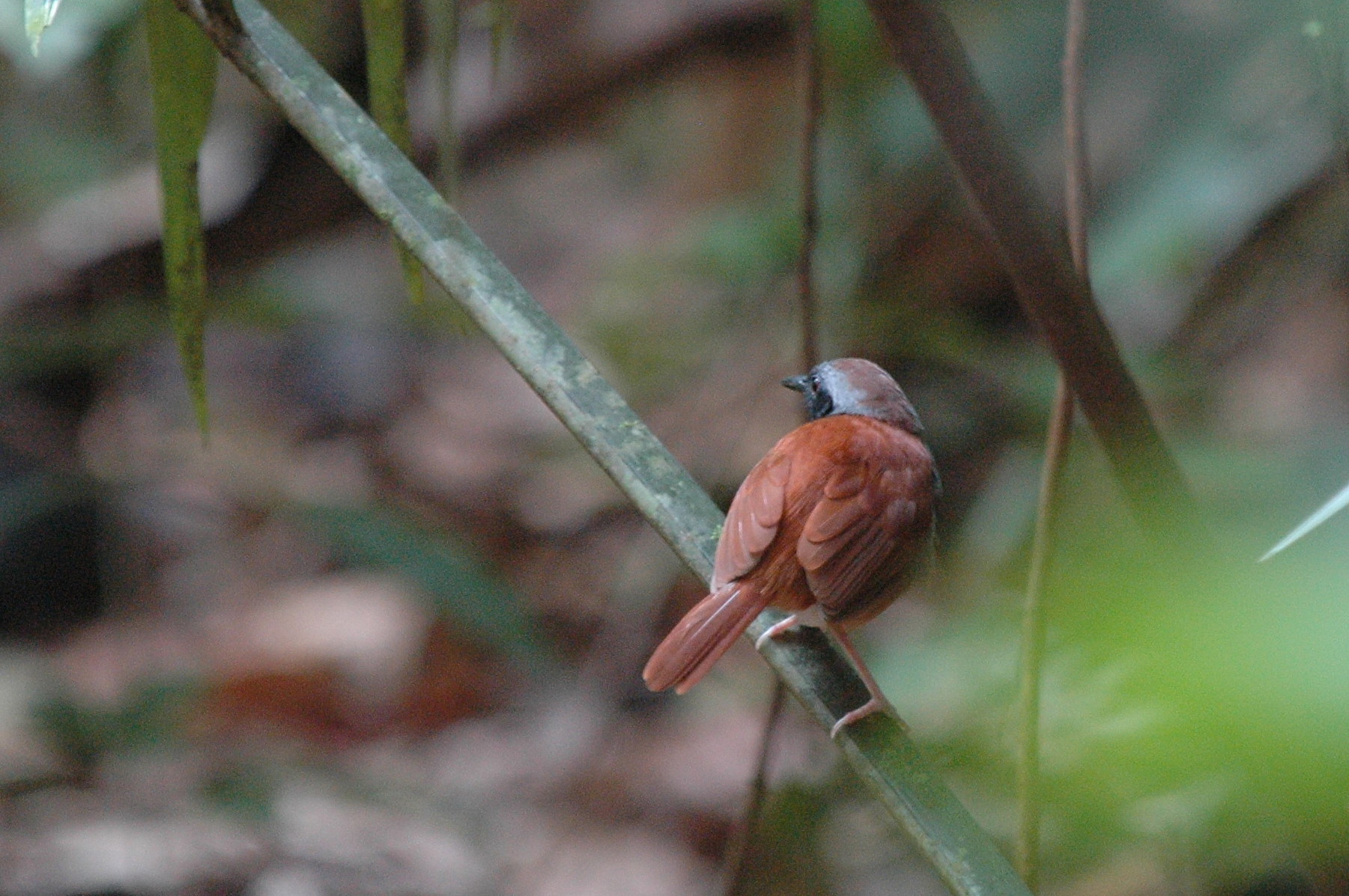 White-bellied antbird