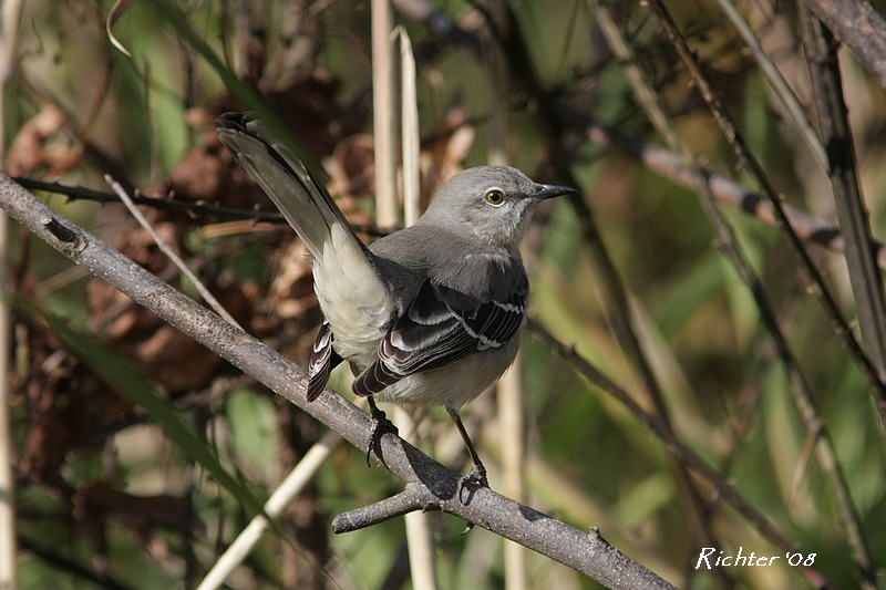 Northern Mockingbird 1  111808.jpg