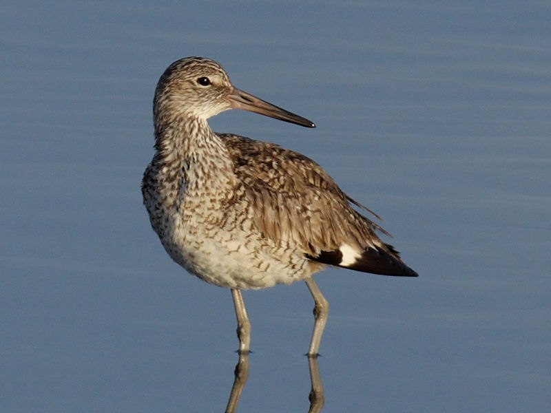 Willet
