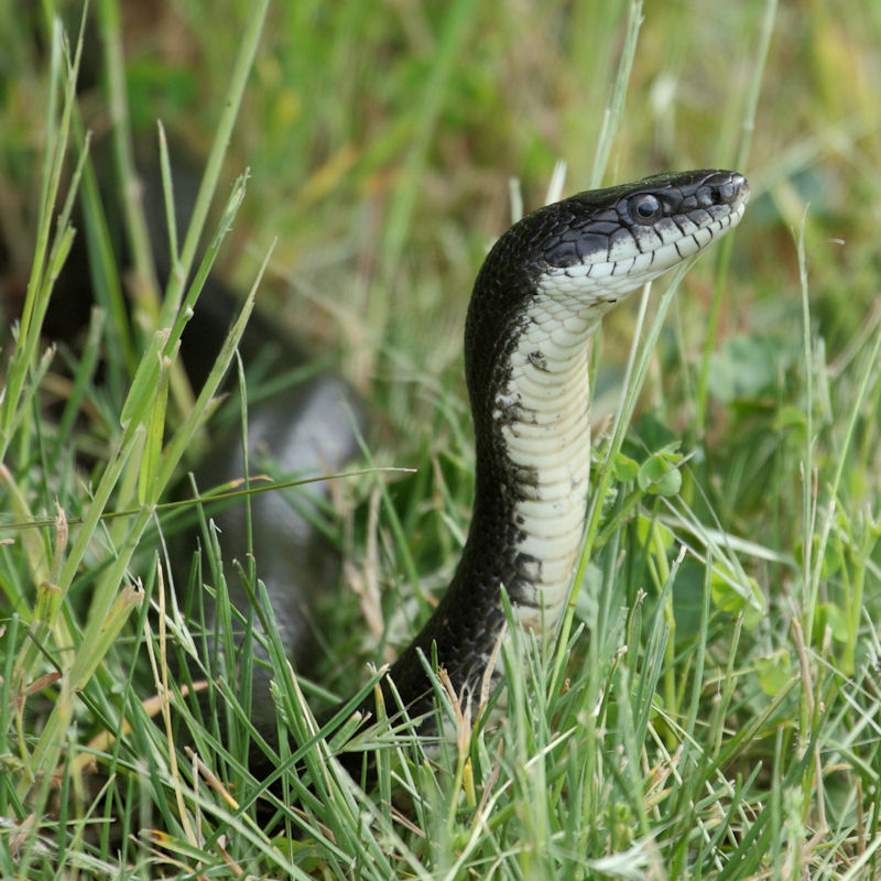 Black Ratsnake