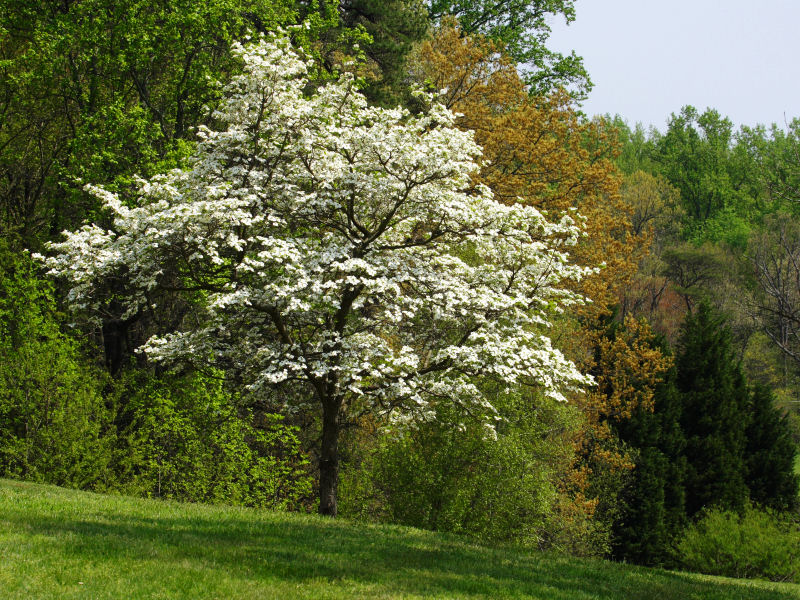 Spring Day at Meadowlark Gardens