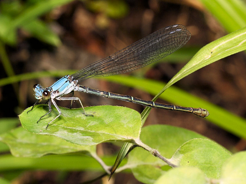 Damselfly