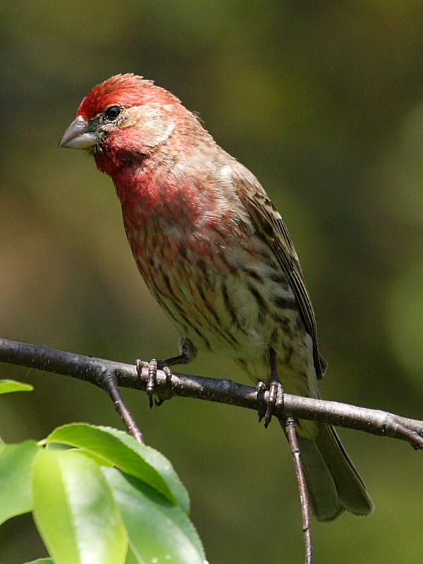 House Finch (male)