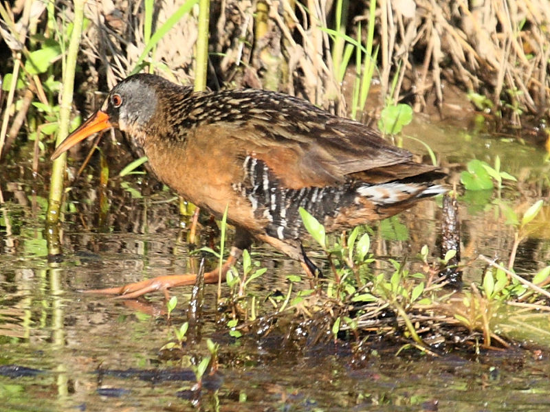 Virginia Rail