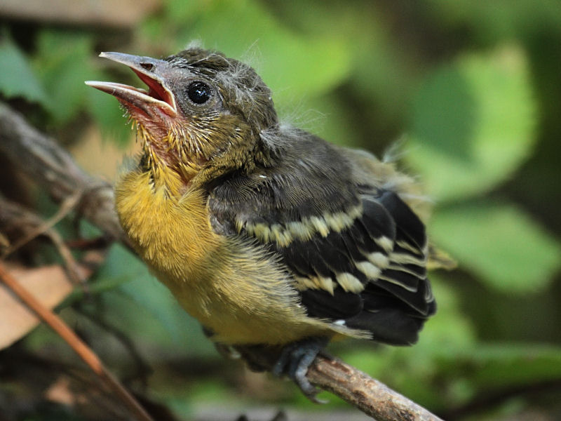 Baltimore Oriole (juvenile)