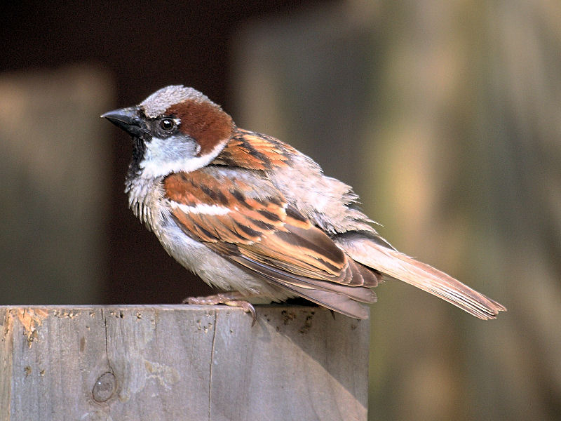 House Sparrow (male)