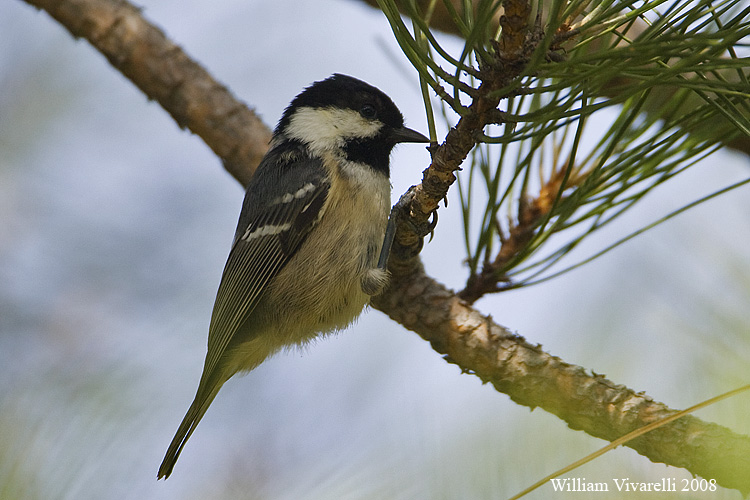 Cincia mora (Parus ater)