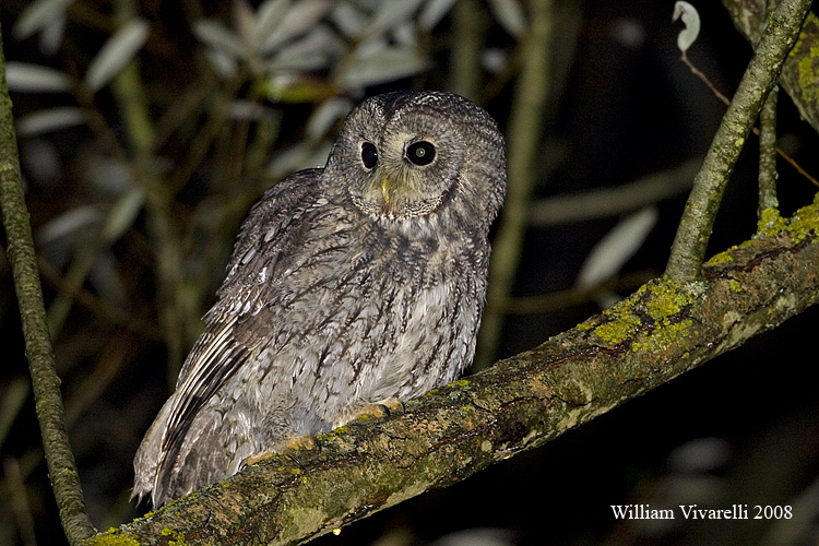 Allocco (Strix aluco)