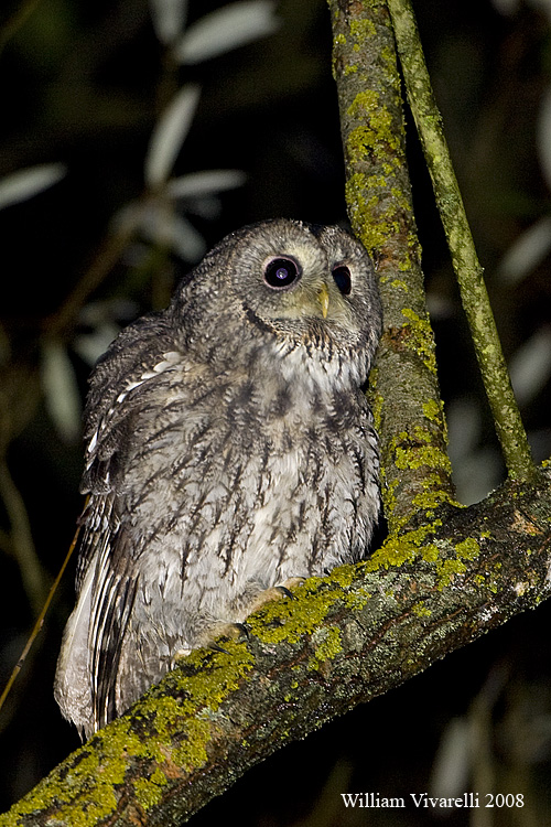 Allocco (Strix aluco)