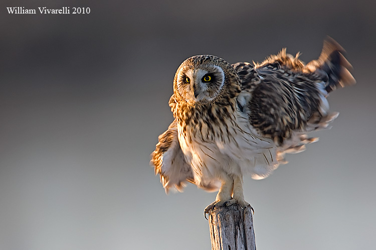 Gufo di palude  (Asio flammeus)