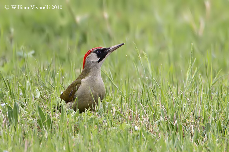 Pcchio verde (Picus viridis)