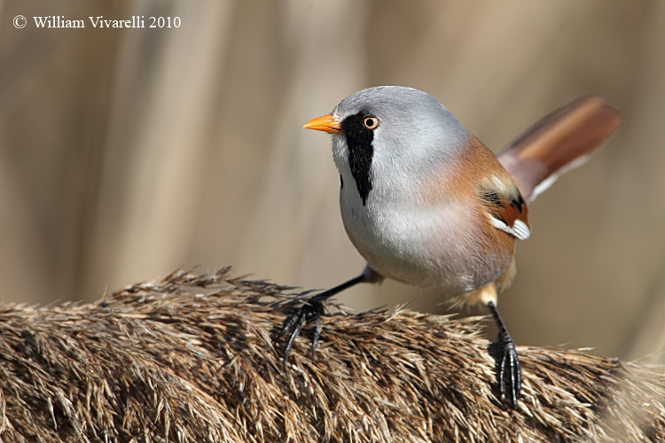 Basettino  (Panurus biarmicus)