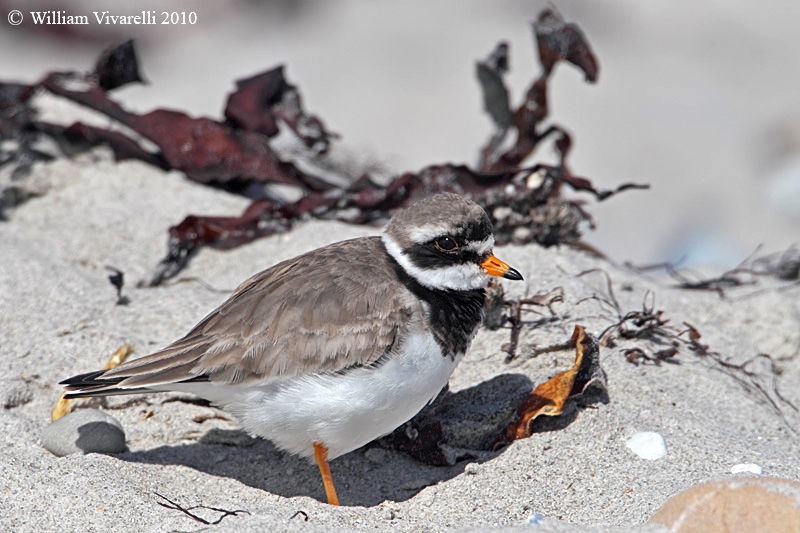 Corriere grosso (Charadrius hiaticula)  