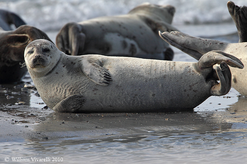 Foca comune (Phoca vitulina)