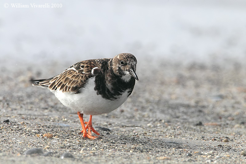 Voltapietre (Arenaria interpres) 