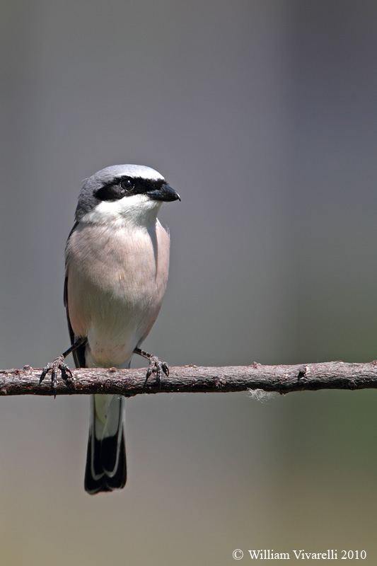 Averla pccola  (Lanius collurio)