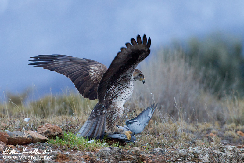 Aquila di bonelli (Aquila fasciata)