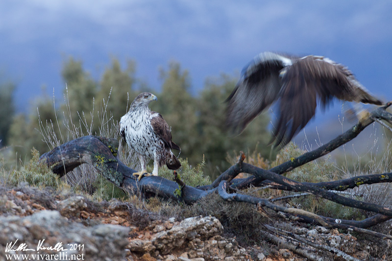 Aquila di Bonelli (Aquila fasciata)