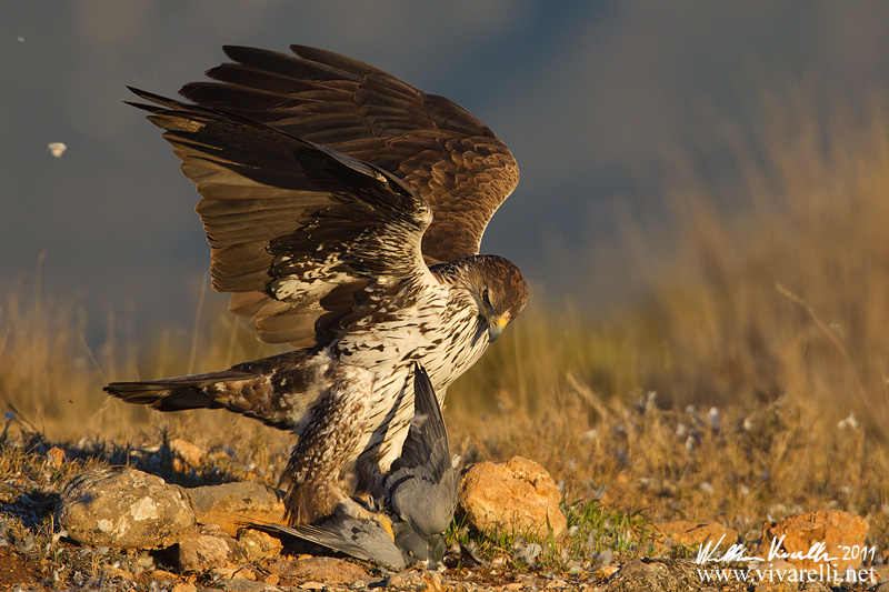 Aquila di Bonelli (Aquila fasciata)