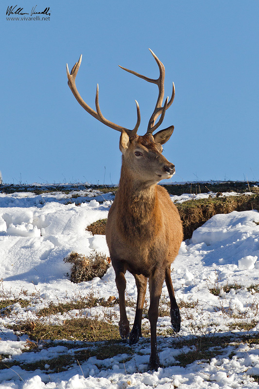 Cervo (Cervus elaphus)