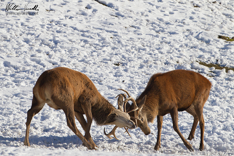 Cervo (Cervus elaphus)