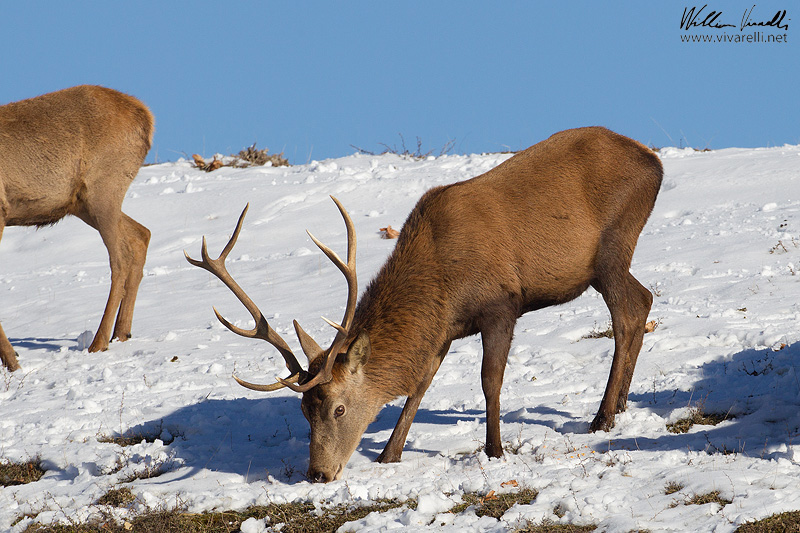 Cervo (Cervus elaphus)