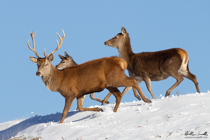 Cervo (Cervus elaphus)