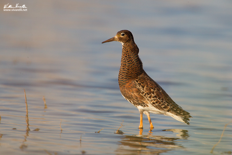 Combattente (Philomachus pugnax)