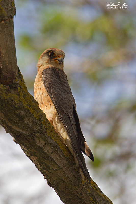 Falco cuculo (Falco vespertinus)