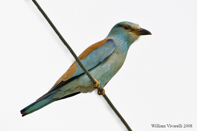 Ghiandaia marna  (Coracias garrulus)