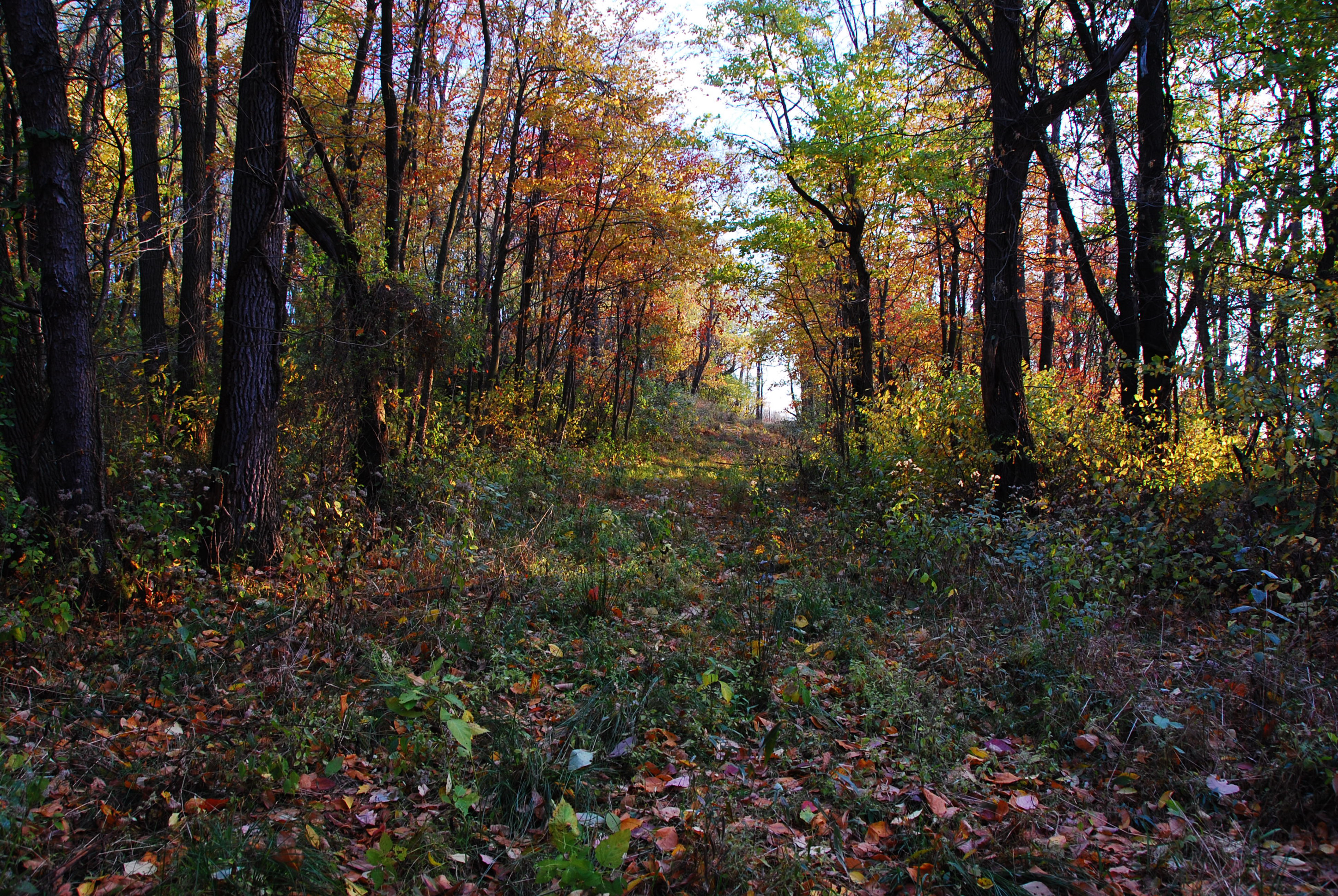 PA Woodlot.JPG