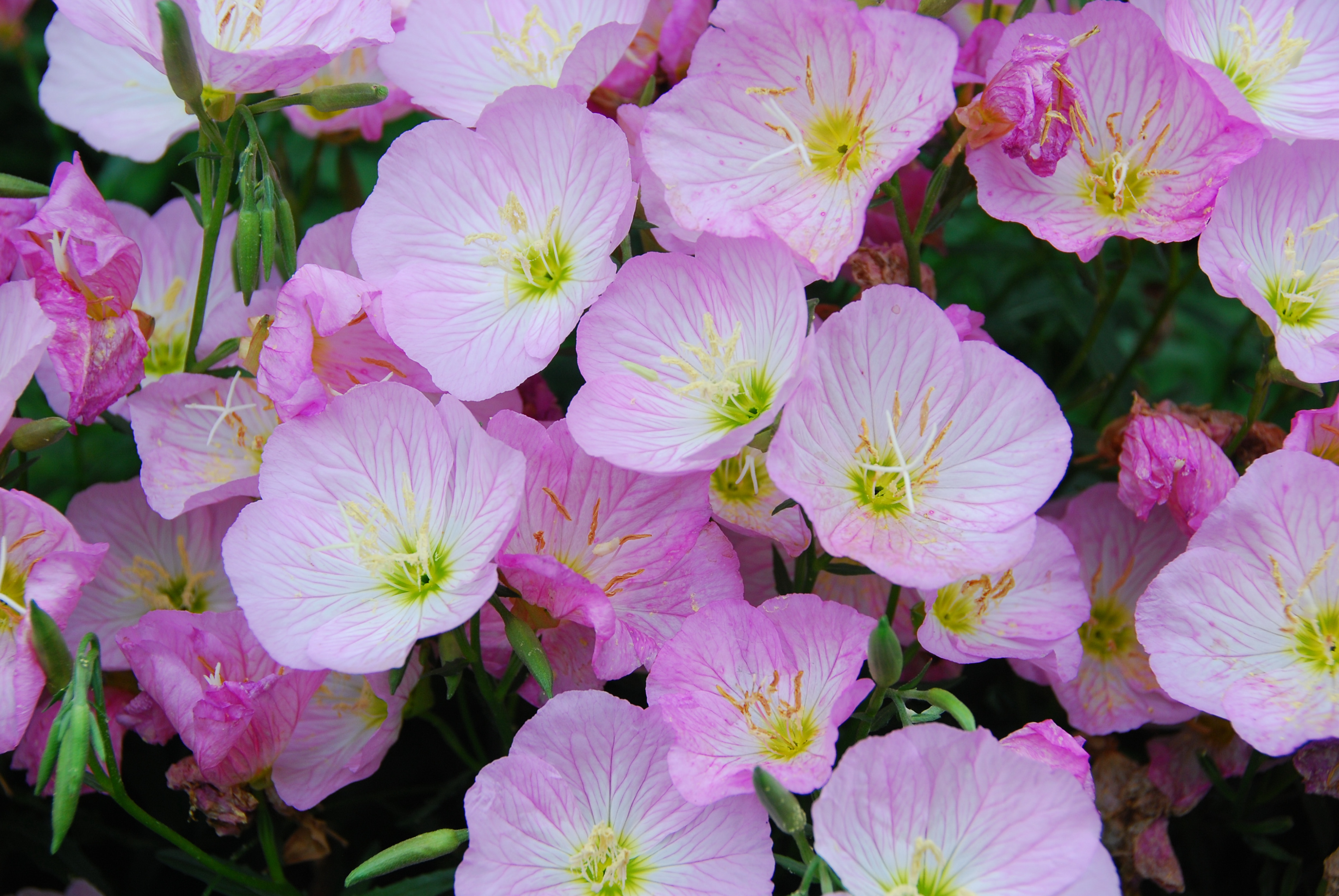 Primrose.JPG