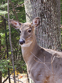 Spring Doe