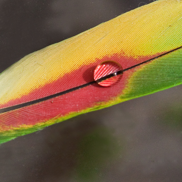 Feather Droplet