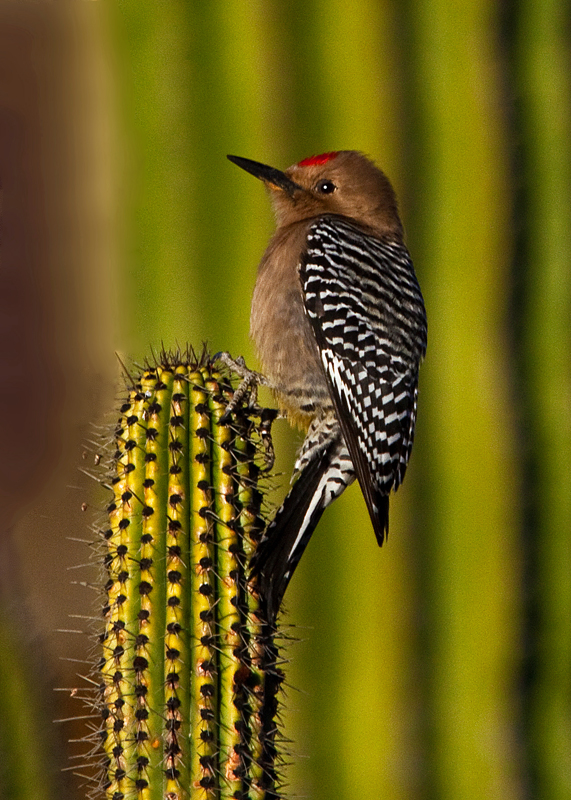 Prickly Perch-Gila Woodpecker