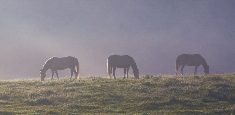 Breakfast in the Meadow