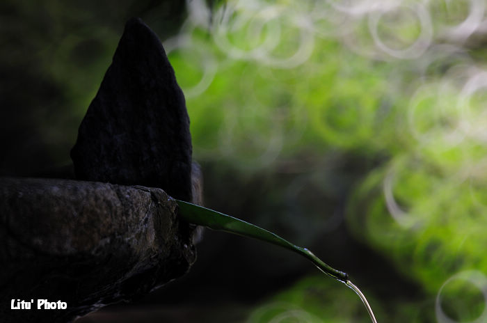 DSC_6740.jpg