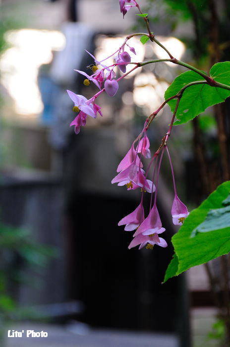 DSC_6747.jpg