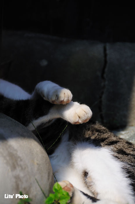 DSC_7923.jpg