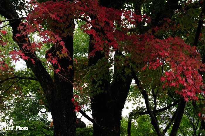 DSC_9497.jpg