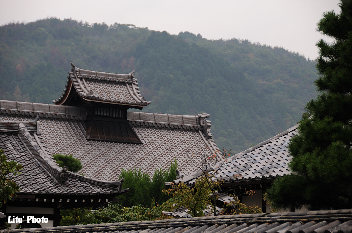 DSC_9535.jpg