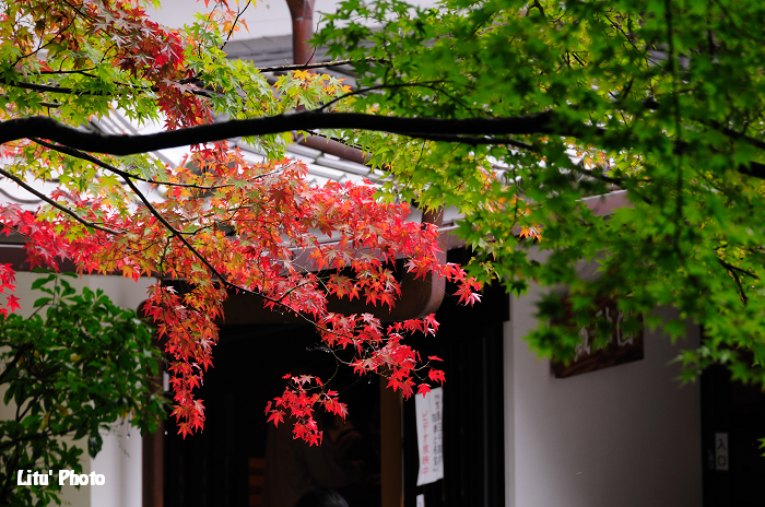 DSC_0182.jpg