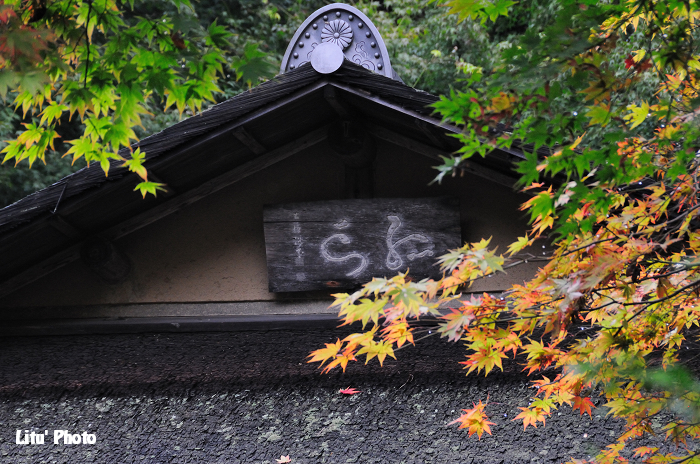 DSC_0321.jpg