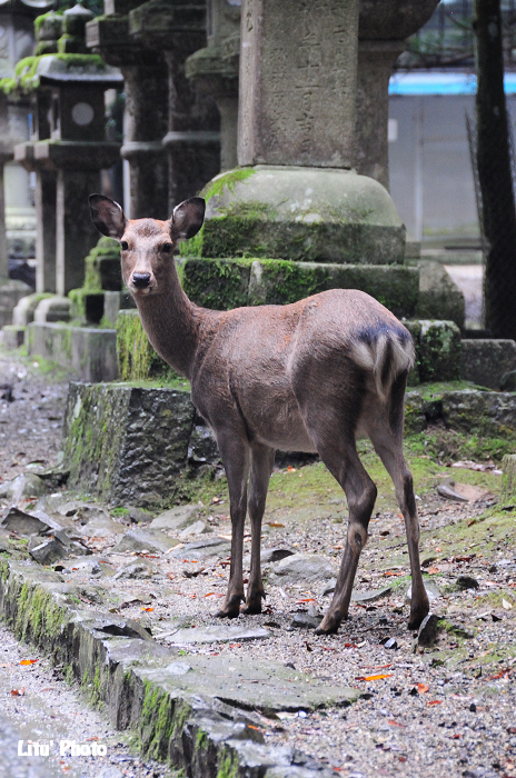 DSC_1540.jpg