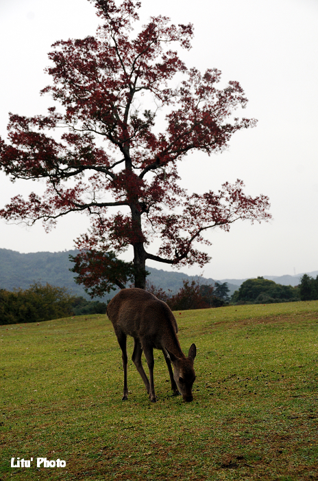 DSC_1650.jpg