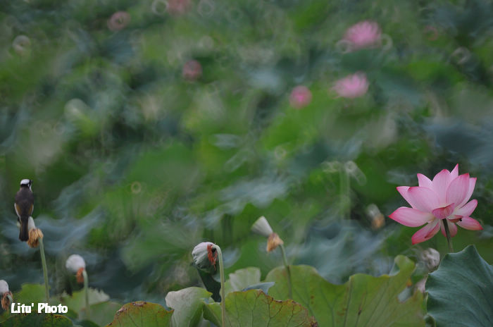 DSC_2956.jpg
