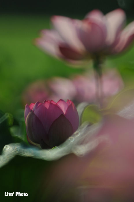 DSC_3315.jpg