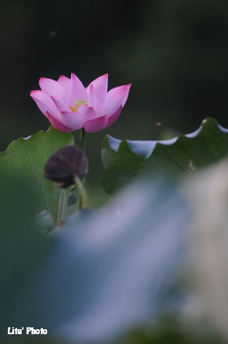 DSC_4074.jpg