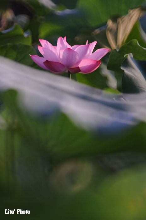 DSC_4100.jpg